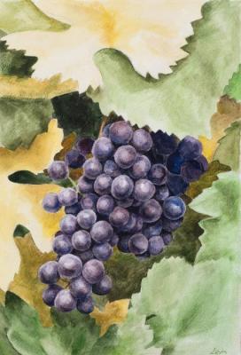 Grapes (Purple Grapes). Goldstein Tatyana