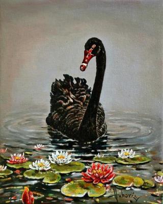 black swan. Vukovic Dusan