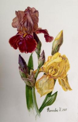 ������� ���� �����