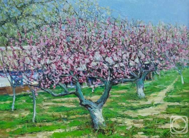 Popova Victoria. Peaches are blooming. Crimea