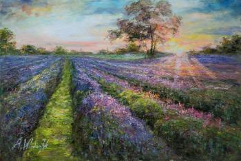 Sunset in lavender fields