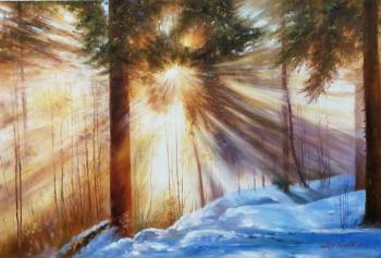 Sun in the winter forest