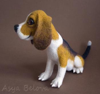 Beagle. Belova Asya