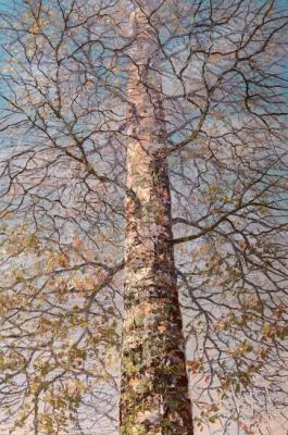 Autumn birch ( ). Kustanovich Dmitry