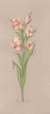 Alstroemeria. Alenicheva Margarita