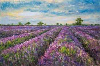 Lavender fields of Provence. Vlodarchik Andjei