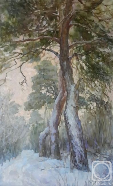 Volkova Tatiana. Pine