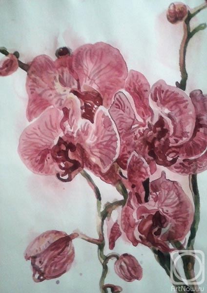 Rakutov Sergey. Orchids