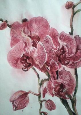 Orchids. Rakutov Sergey