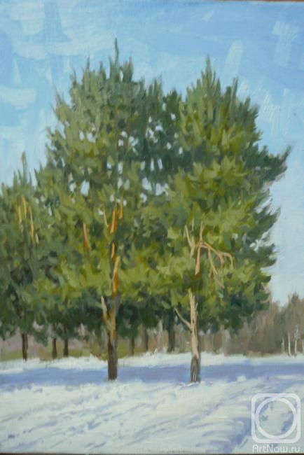 Toporkov Anatoliy. Pines in winter