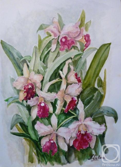 Lizlova Natalija. Cattleja orchids