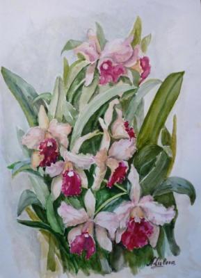 Cattleja orchids. Lizlova Natalija