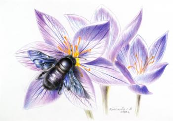 Carpenter bee on Saffron beautiful. Khrapkova Svetlana