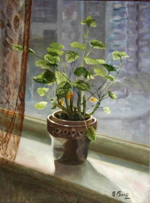 Geranium on the Window. Volosov Vladmir
