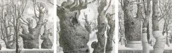 Poplar. From the series "Amazing Trees" (triptych). Yachniy Evgeniy