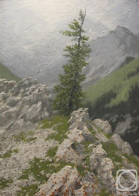 Petuhov Dmitriy. Cedar over a cliff