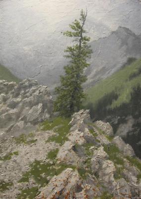 Cedar over a cliff. Petuhov Dmitriy