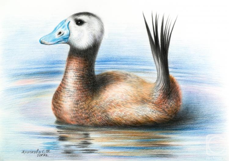 Khrapkova Svetlana. White-headed duck