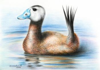 White-headed duck (). Khrapkova Svetlana
