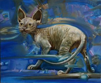 sphinx (Purebred Cat). Kansky Constantin