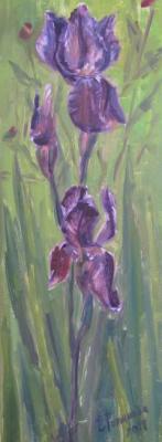 Irises