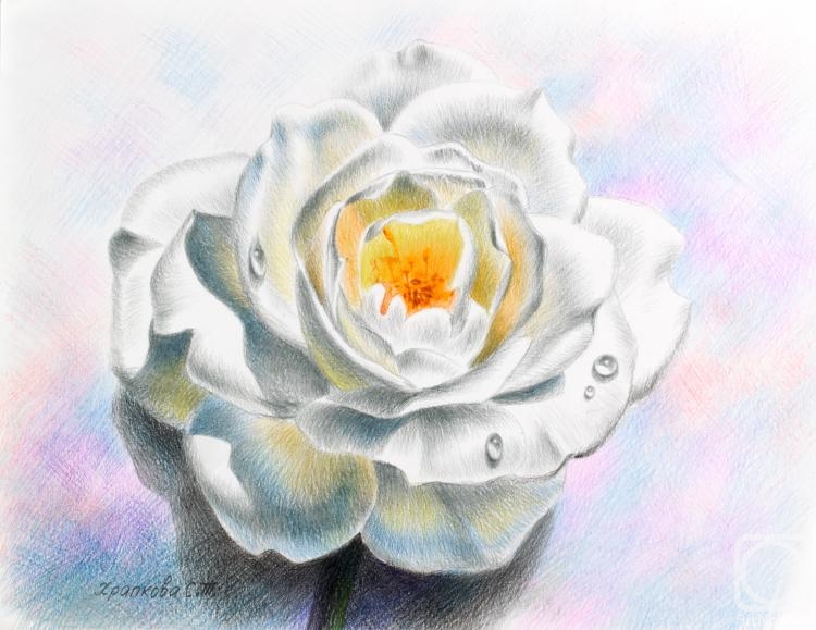 Khrapkova Svetlana. White Rose