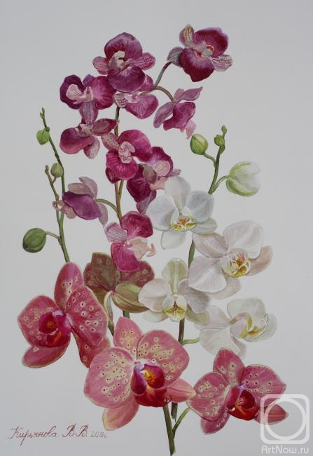 Kiryanova Victoria. Orchides