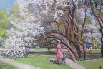 May. Old apple trees
