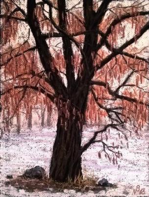 Acacia in winter. Charova Natali