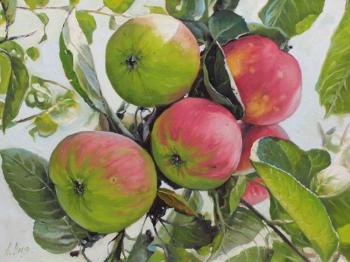 Apples in the sun. Volya Alexander