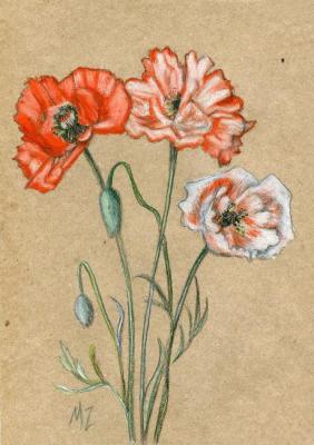 Poppies (Pastel Pencil). Zozoulia Maria