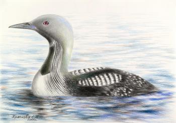 Black-throated diver. Khrapkova Svetlana