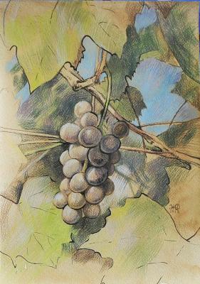 Grapes on the vine. Zhukovskaya Yuliya