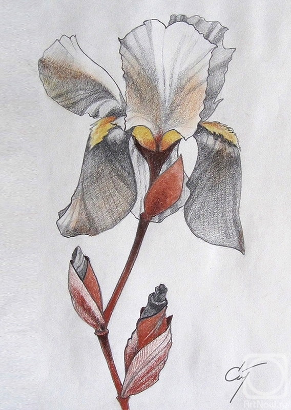 Stuliev Leonid. Iris