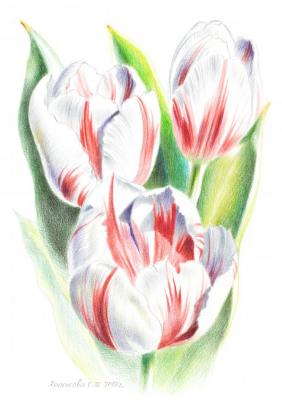 Happy General Tulips. Khrapkova Svetlana