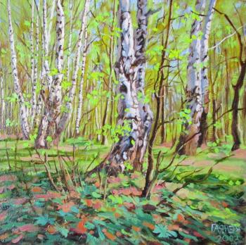 Edge of forest, May, double birch