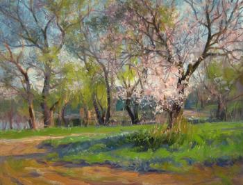 Willows and old apricots. Voronov Vladimir