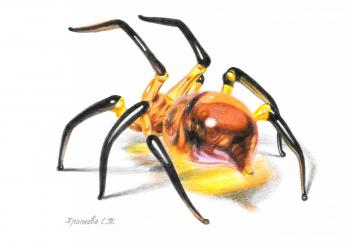Khrapkova Svetlana Tarasovna. Glass spider