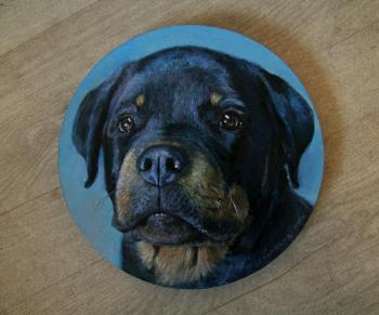 Portrait of a Rottweiler puppy in a circle. Novodvorskaya Alexandra