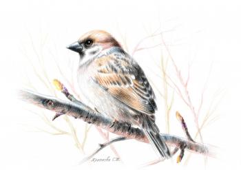 Sparrow in Moskvoretsky Park. Spring. Khrapkova Svetlana
