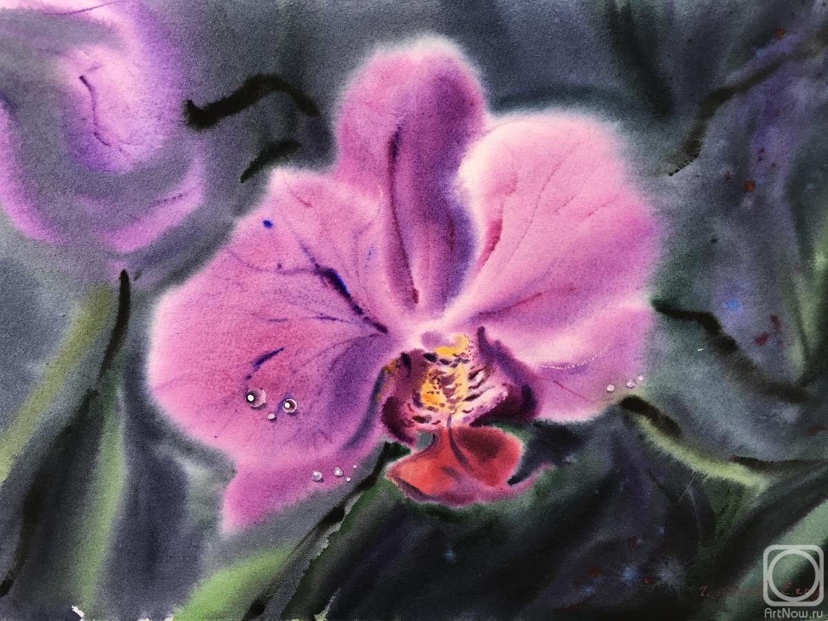 Gorbacheva Evgeniya. Orchid