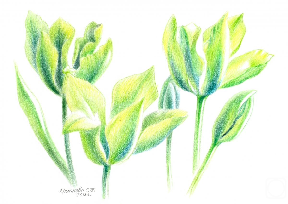 Khrapkova Svetlana. Tulips Formosa
