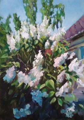 Lilac bush. Korolev Andrey
