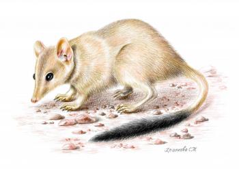 Double-tailed marsupial mouse. Khrapkova Svetlana