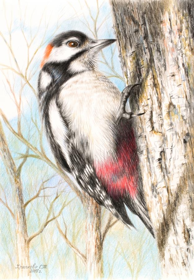 Khrapkova Svetlana. Great mottled woodpecker