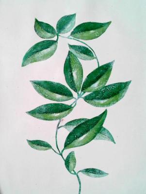 Green leaf. Bruno Tina