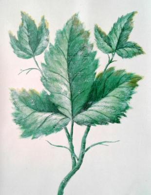 Green leaf. Bruno Tina