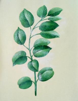 Bruno Tina Augusto. Green leaf