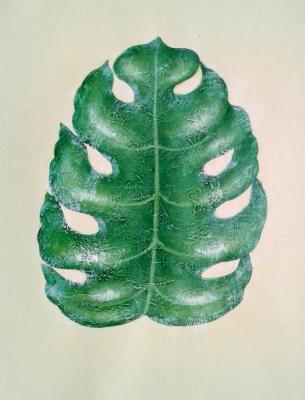 Green leaf (Plant Modernism). Bruno Tina