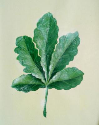 Green leaf (  5 ). Bruno Tina